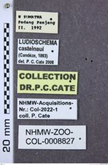 Etikette zu Ludioschema castelnaui (NHMW-ZOO-COL-0008827)